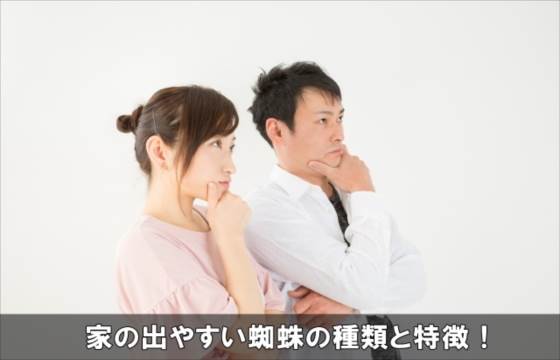 家に出る大きい小さい蜘蛛の種類!毒はある?噛まれた時の対処法