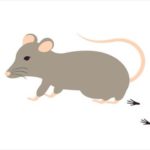 家にネズミが出る原因は？入りやすい場所は？防ぐ対策は？
