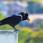 カラスの鳴き声がうるさい時の意味は？対処法はどうする？