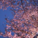 万博記念公園の桜2025の見頃は？見どころ場所やまつりの期間やアクセスは？