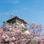 大阪城公園の桜2025の見頃は？見どころ場所やイベントやアクセスは？