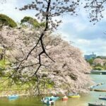 千鳥ヶ淵の桜2025の見頃は？ライトアップやボート料金は？アクセスは？