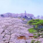 船岡城址公園の桜2025の見頃や見どころは？ライトアップや祭りやアクセスは？