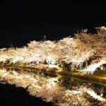 弘前公園の桜2025の見頃や花見場所は？ライトアップや祭りやアクセスは？