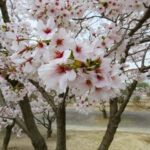 飯山白山森林公園の桜2025の見頃は？ライトアップや祭りやアクセスは？