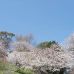 衣笠山公園の桜2025の見頃や花見場所は？ライトアップや祭りやアクセスは？