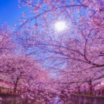 目黒川の桜2025の見頃は？ライトアップや祭りは？アクセスは？