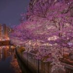 大岡川の桜2025の見頃や花見場所は？ライトアップや祭りやアクセスは？