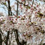 新発田城址公園の桜2025の見頃はいつ？ライトアップや祭りやアクセスは？