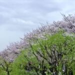 隅田川の桜2025の見頃や花見場所は？ライトアップやアクセスは？