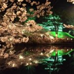 高田城址公園の桜2025の見頃や見どころは？ライトアップや祭りやアクセスは？