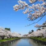 鶴岡公園の桜2025の見頃や見どころは？ライトアップや祭りやアクセスは？