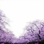 上野公園の桜2025の見頃や花見場所は？ライトアップや祭りやアクセスは？